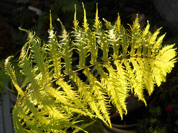 Fern Frond - Goniophlebium subauriculatum 'Knightiae'